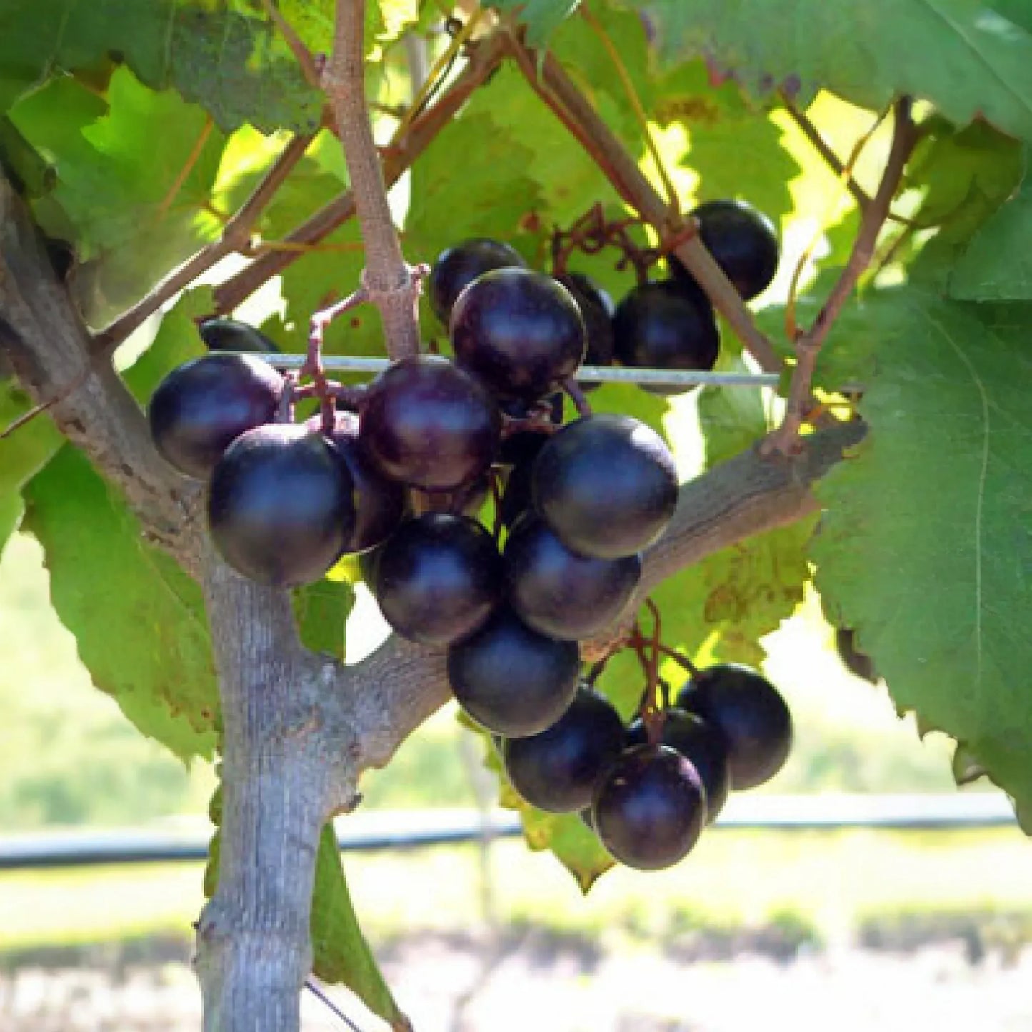 Muscadine Grape 'Alachua' (Vitis rotundifolia)