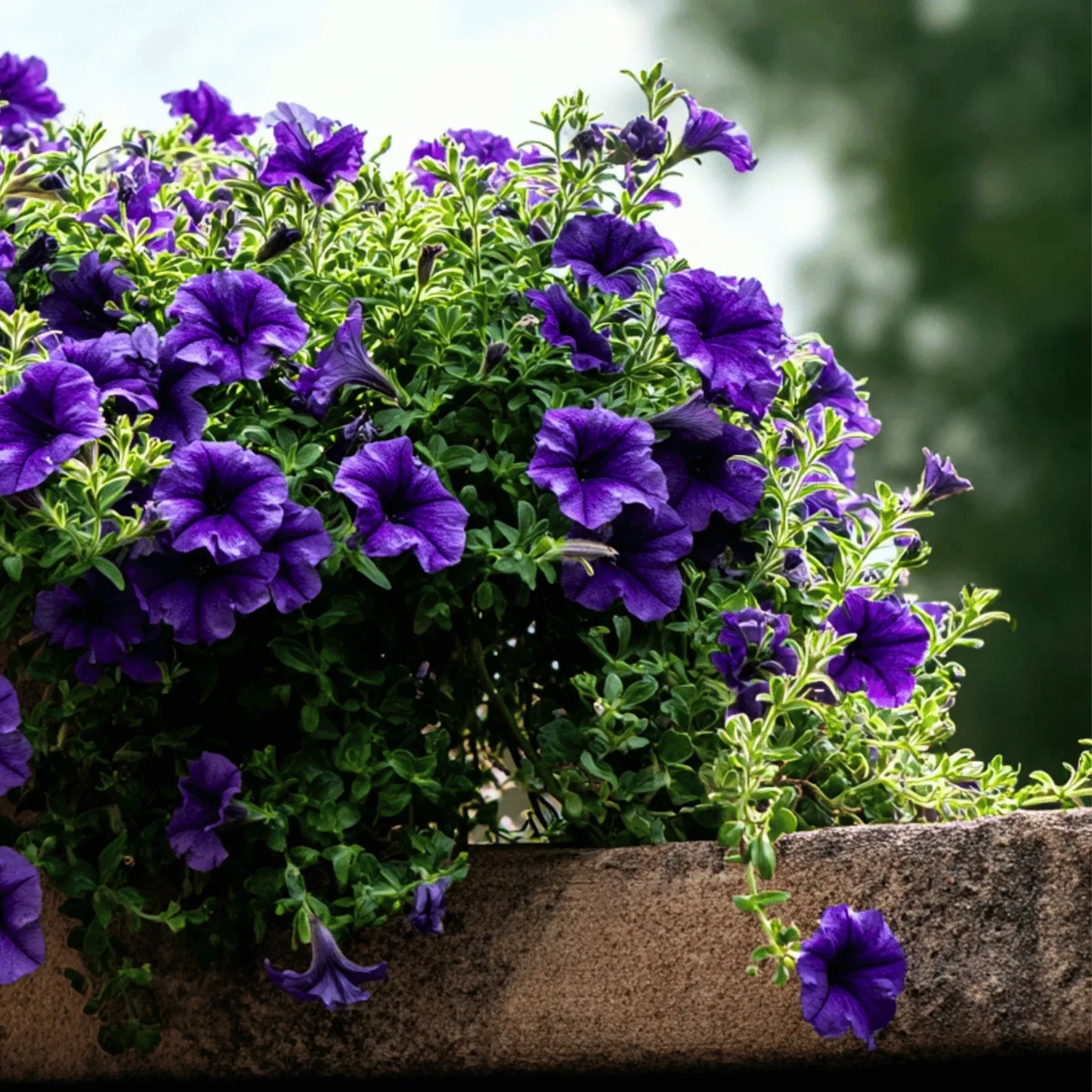 Alderman Blue Petunia – 100 Seeds