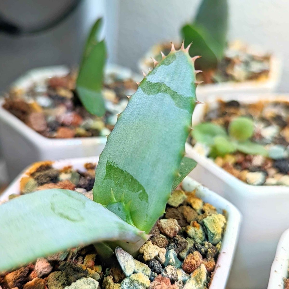 Aloe Mix Seeds
