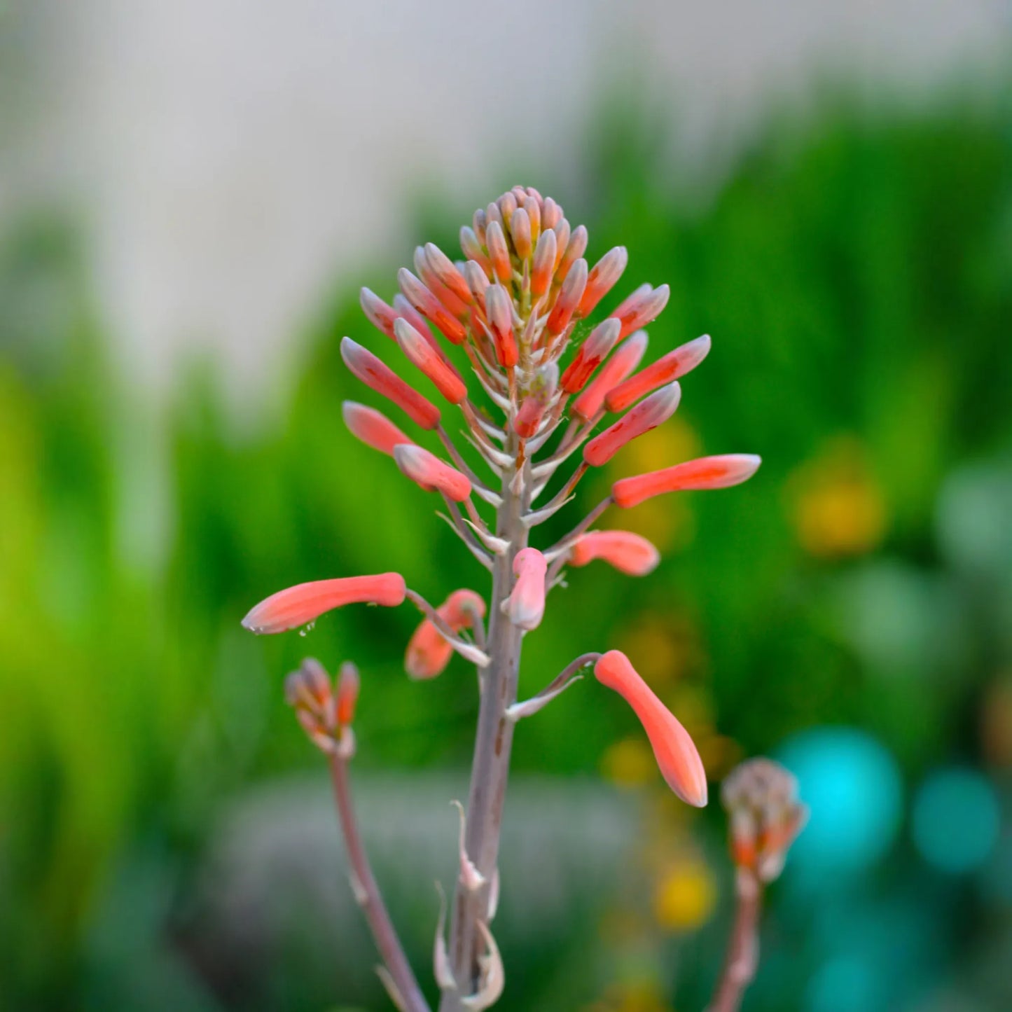Aloe (Aloe vera)