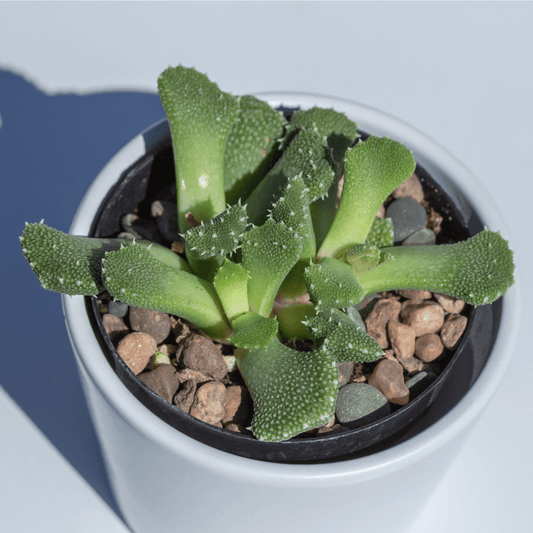 Aloinopsis Seed Mix