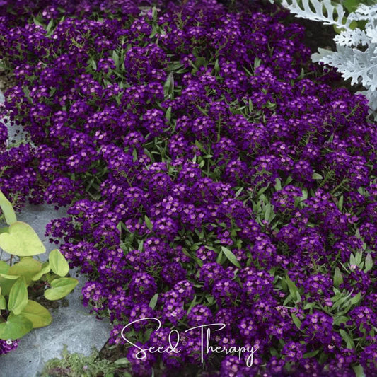 Oriental Nights Alyssum – 100 Seeds