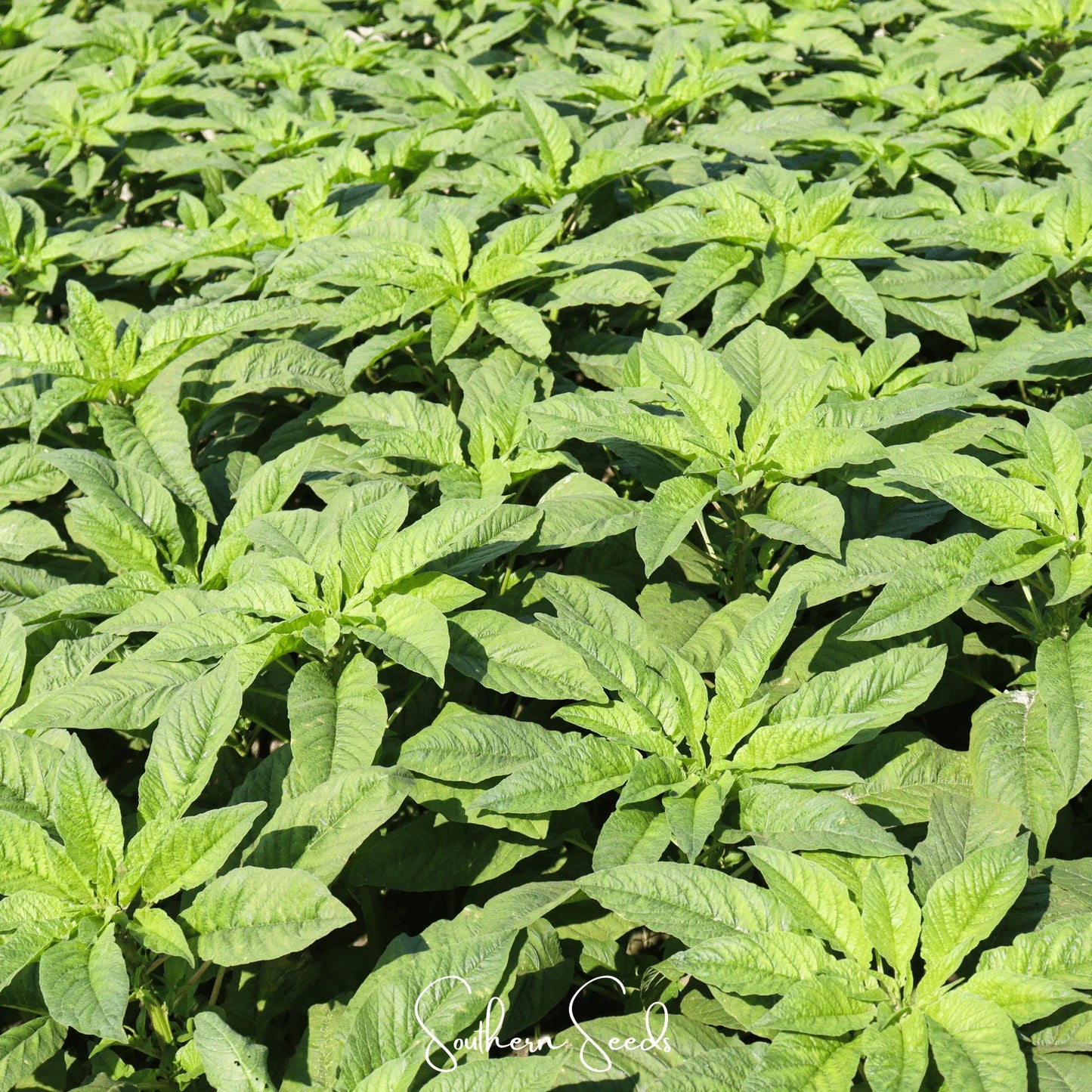 Green Callaloo Amaranth – 250 Seeds