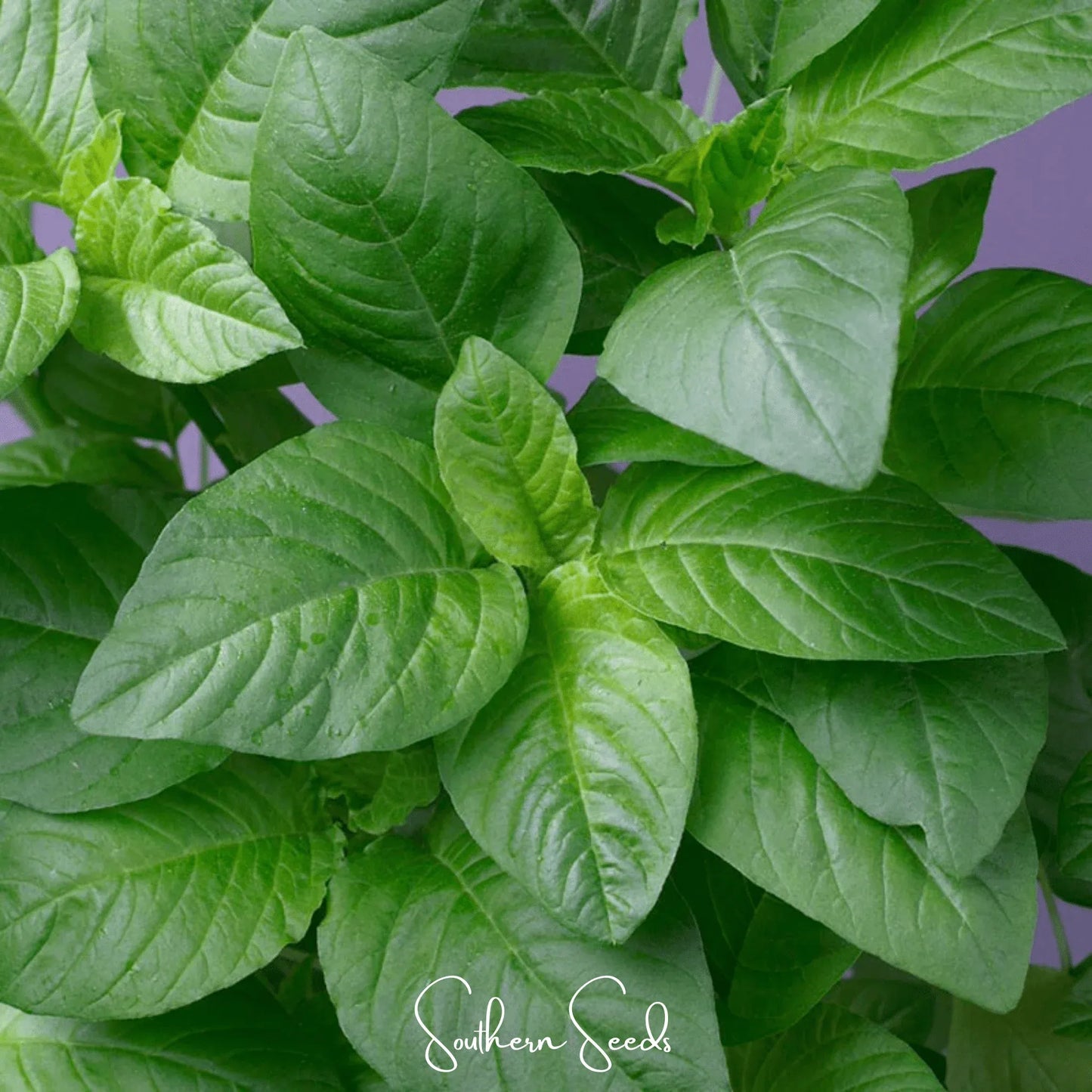 Green Callaloo Amaranth – 250 Seeds