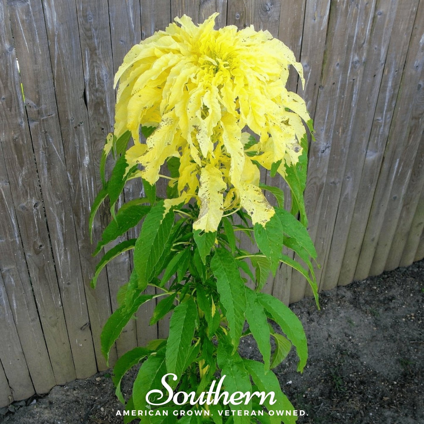 Yellow Amaranth – 100 Seeds