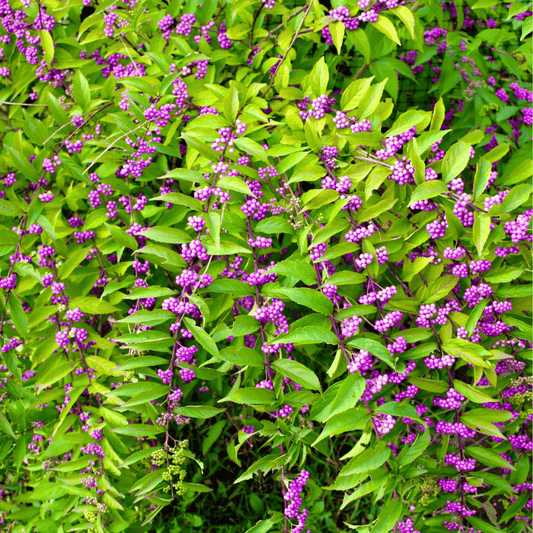 American Beautyberry – 30 Seeds