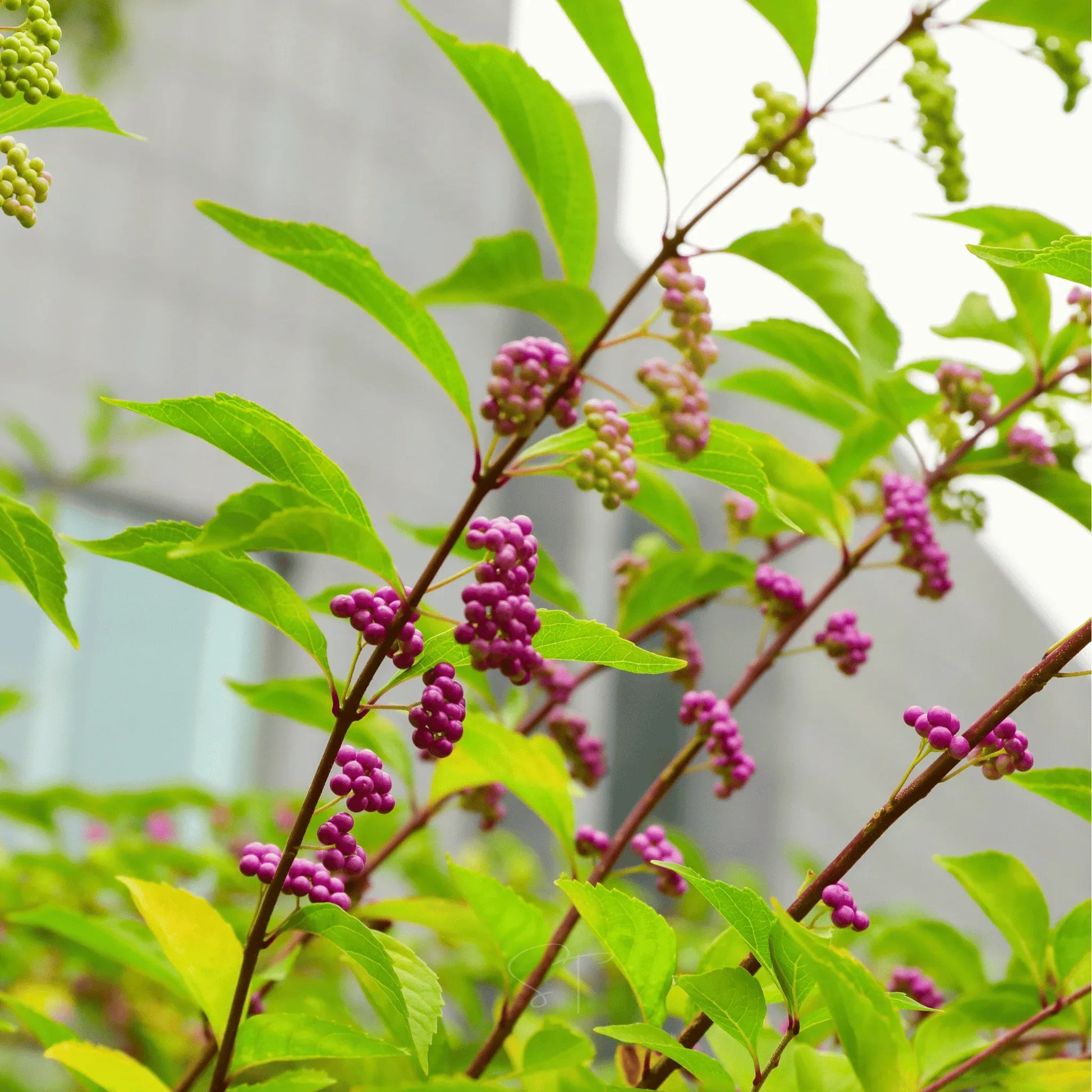 American Beautyberry – 30 Seeds