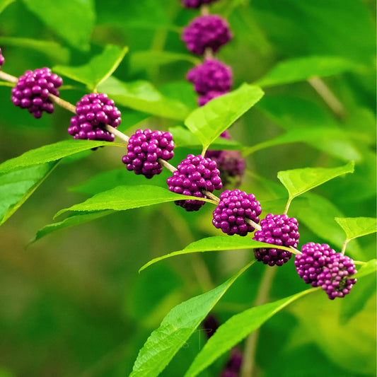 American Beautyberry – 30 Seeds
