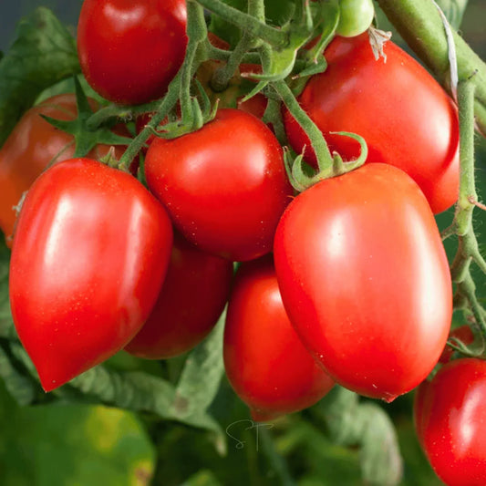 Amish Paste Tomato – 30 Seeds