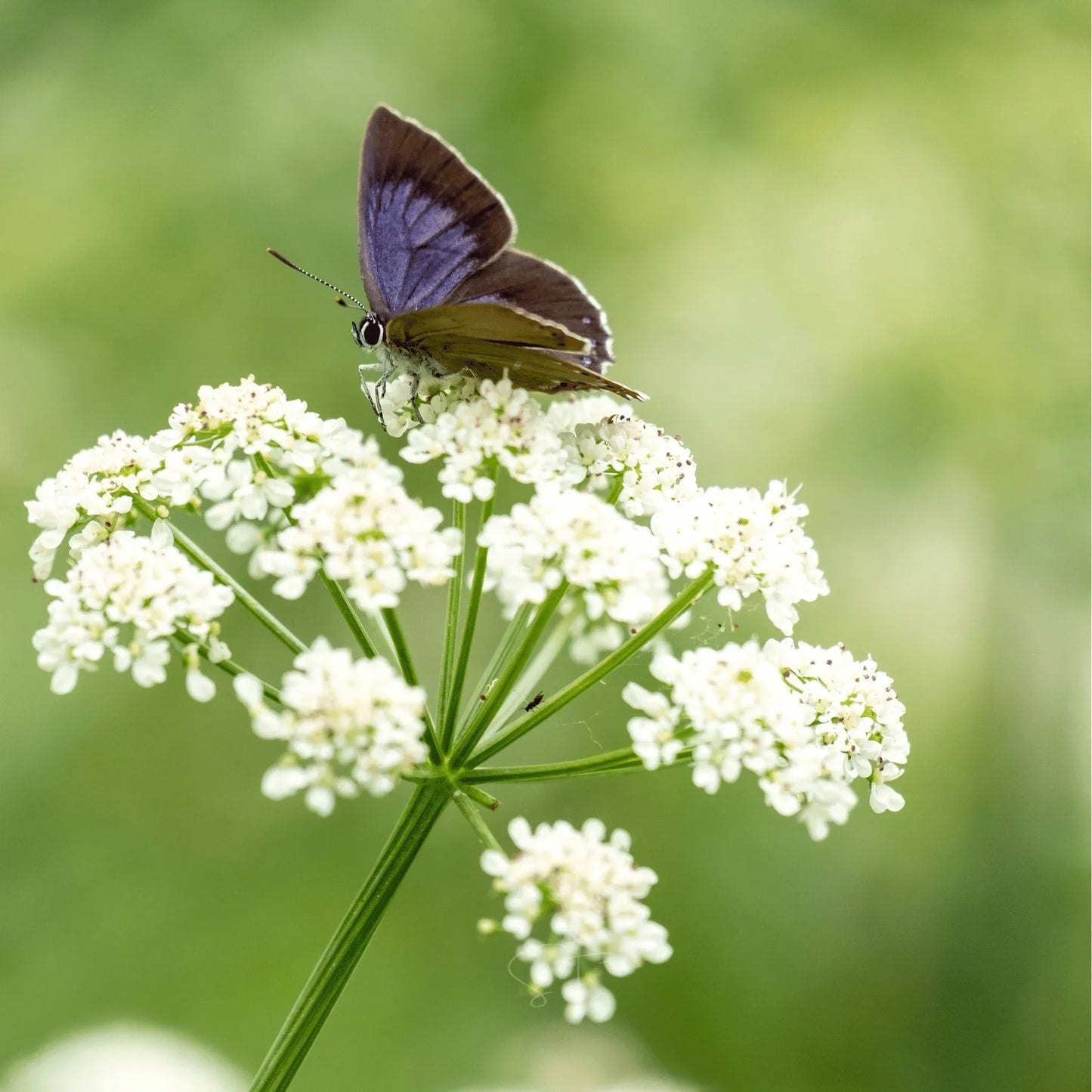Anise – 100 Seeds
