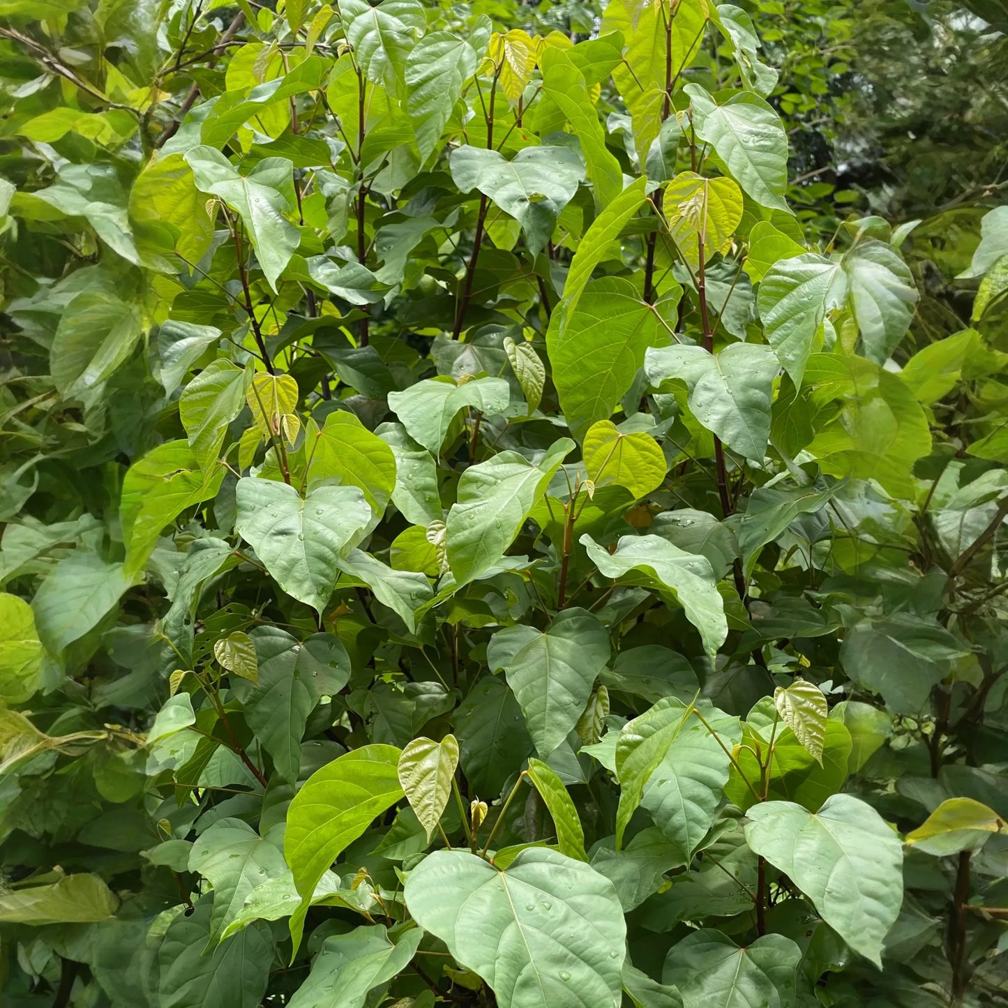 Annatto Achiote (Bixa orellana)