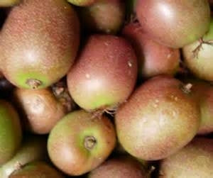 Kiwi, Female 'Anna' (2-year, 24-30 inch plant)