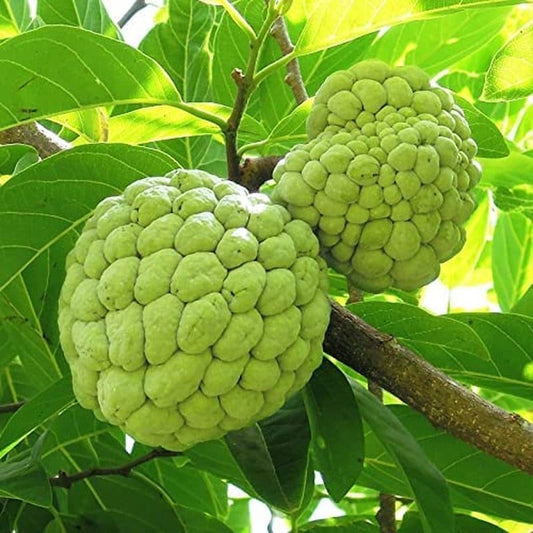 Annona Squamosa Tropical Fruit Tree - 25 Seeds - Sugar Apple, Sweetsop