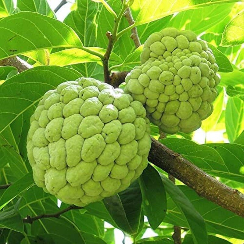Annona Squamosa Tropical Fruit Tree - 50 Seeds - Sugar Apple, Sweetsop