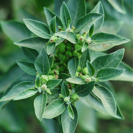 Ashwagandha (Indian Ginseng) – 30 Seeds