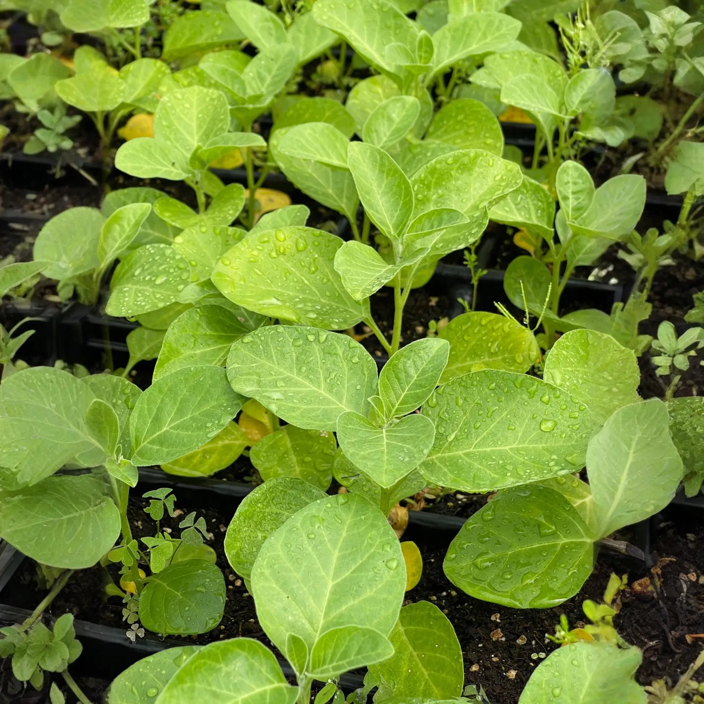 Ashwagandha (Withania somnifera)