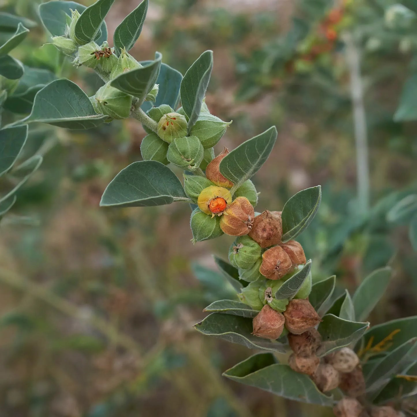 Ashwagandha (Withania somnifera)