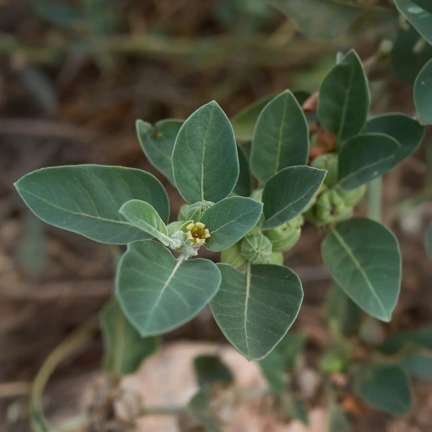 Ashwagandha (Withania somnifera)