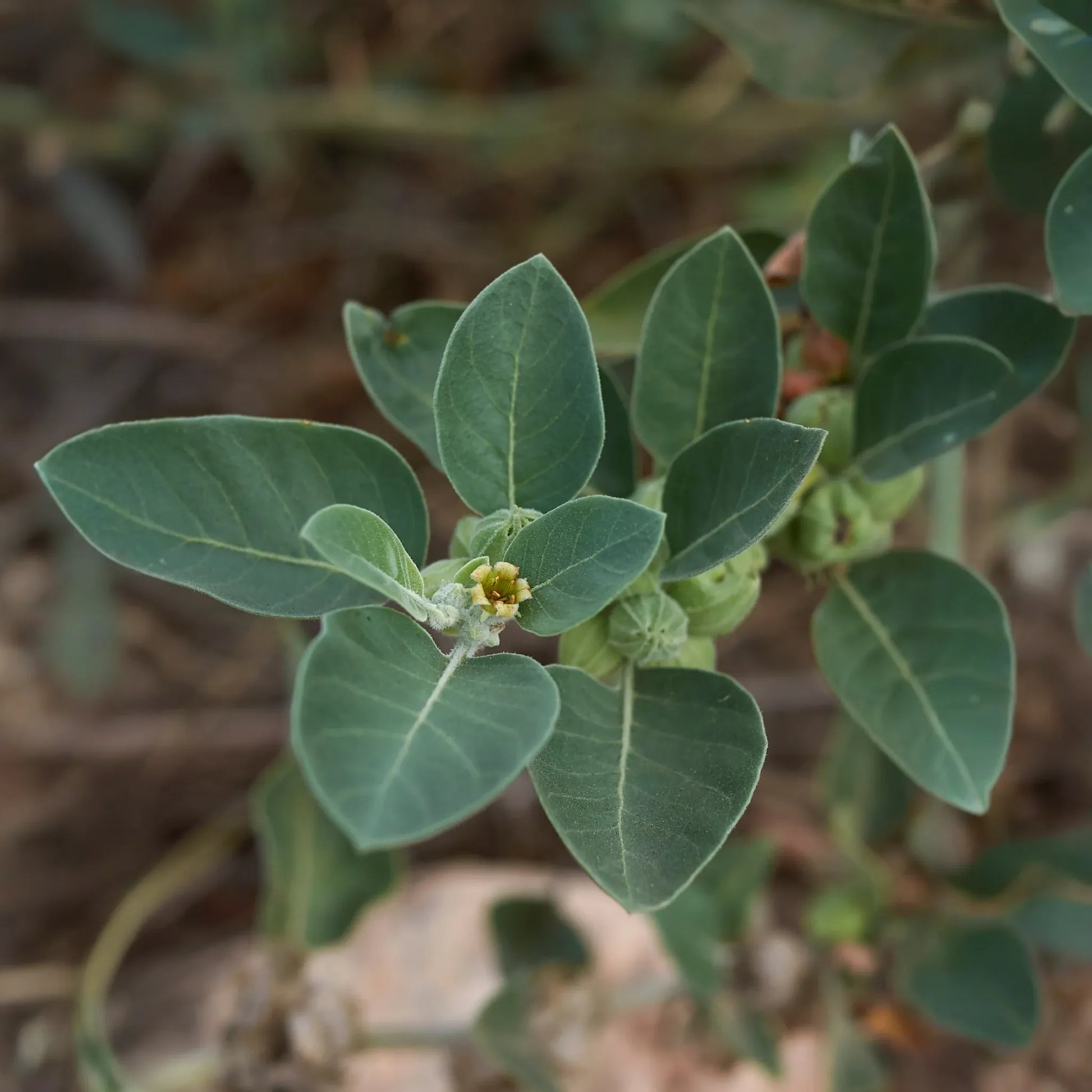 Ashwagandha (Withania somnifera)