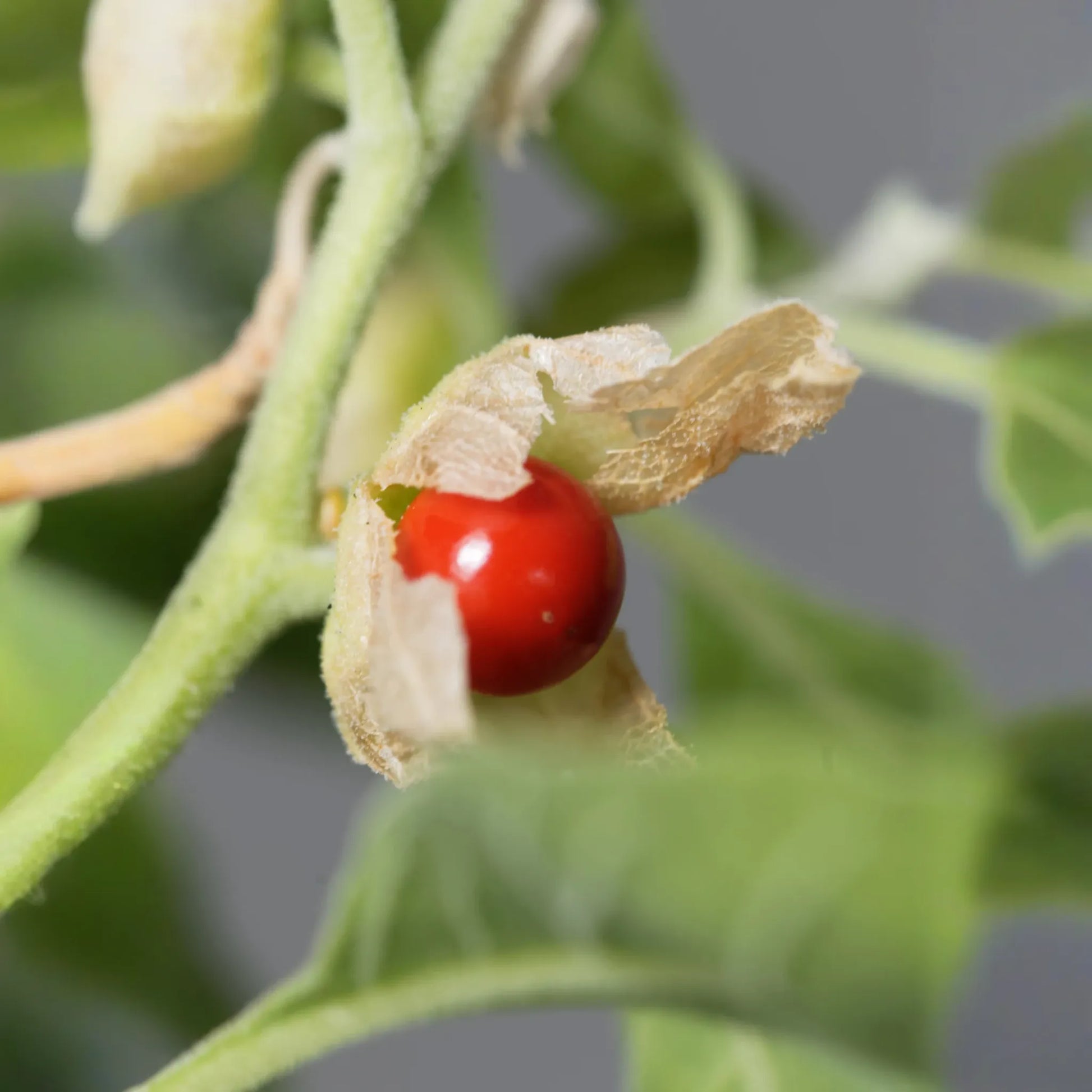 Ashwagandha (Withania somnifera)