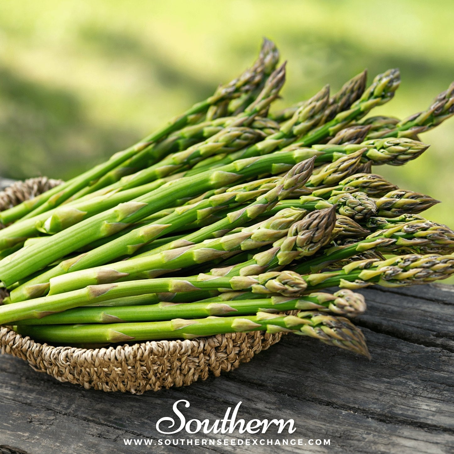 Mary Washington Asparagus – 50 Seeds