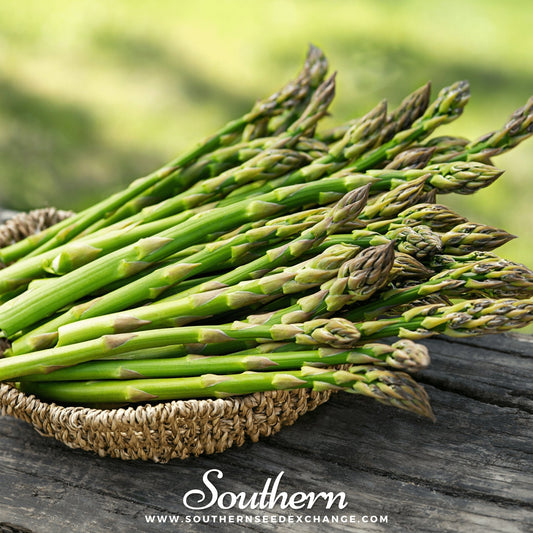 Mary Washington Asparagus – 50 Seeds