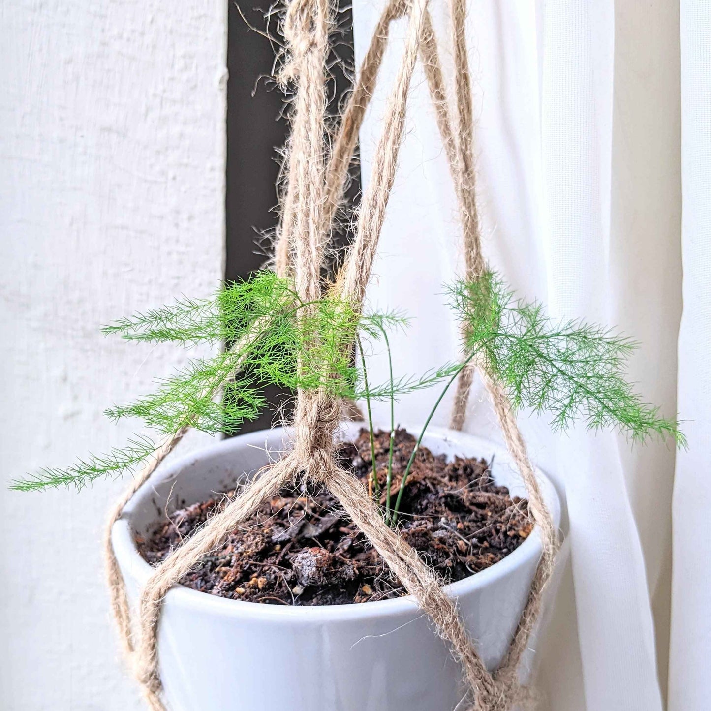 Asparagus Plumosus Nana 'Lace Fern'