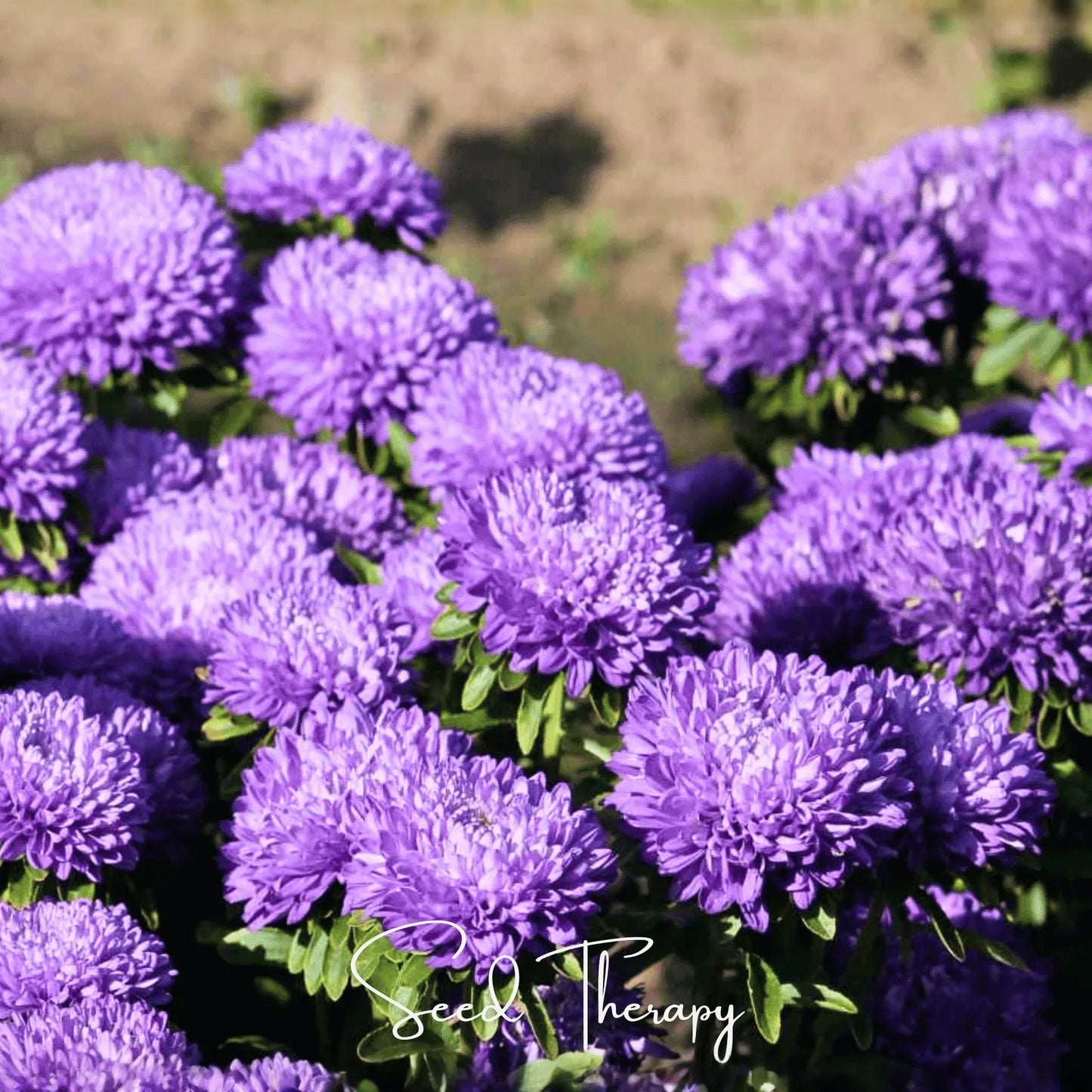 Lavender Gremlin Aster – 50 Seeds