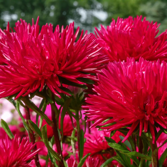 Red Gremlin Aster – 50 Seeds