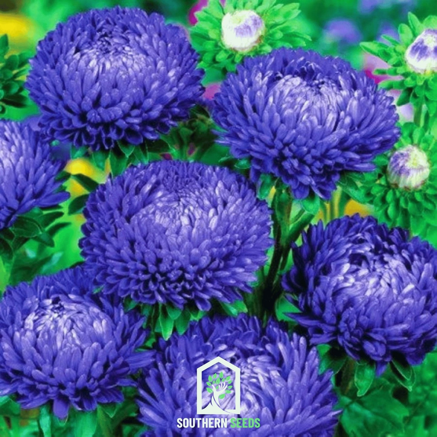 Dark Blue Paeony Duchess Aster – 50 Seeds
