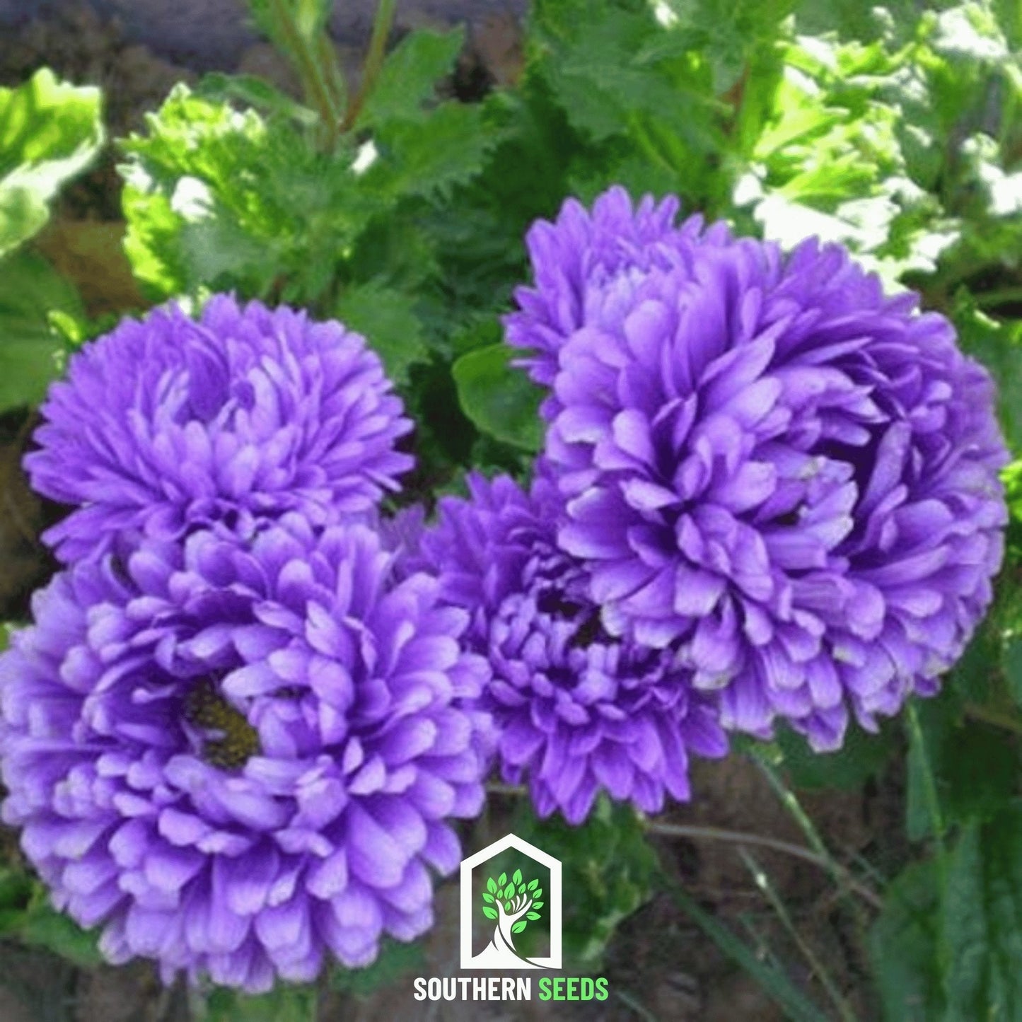 Dark Blue Paeony Duchess Aster – 50 Seeds