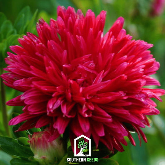 Scarlet Paeony Duchess Aster – 50 Seeds