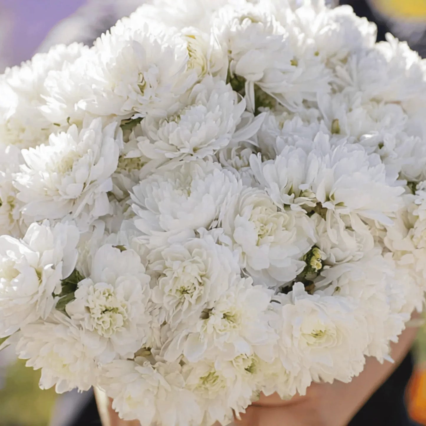 White Paeony Duchess Aster – 50 Seeds