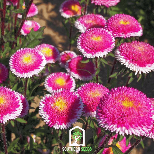 Hi-No-Maru Pompon Aster – 50 Seeds