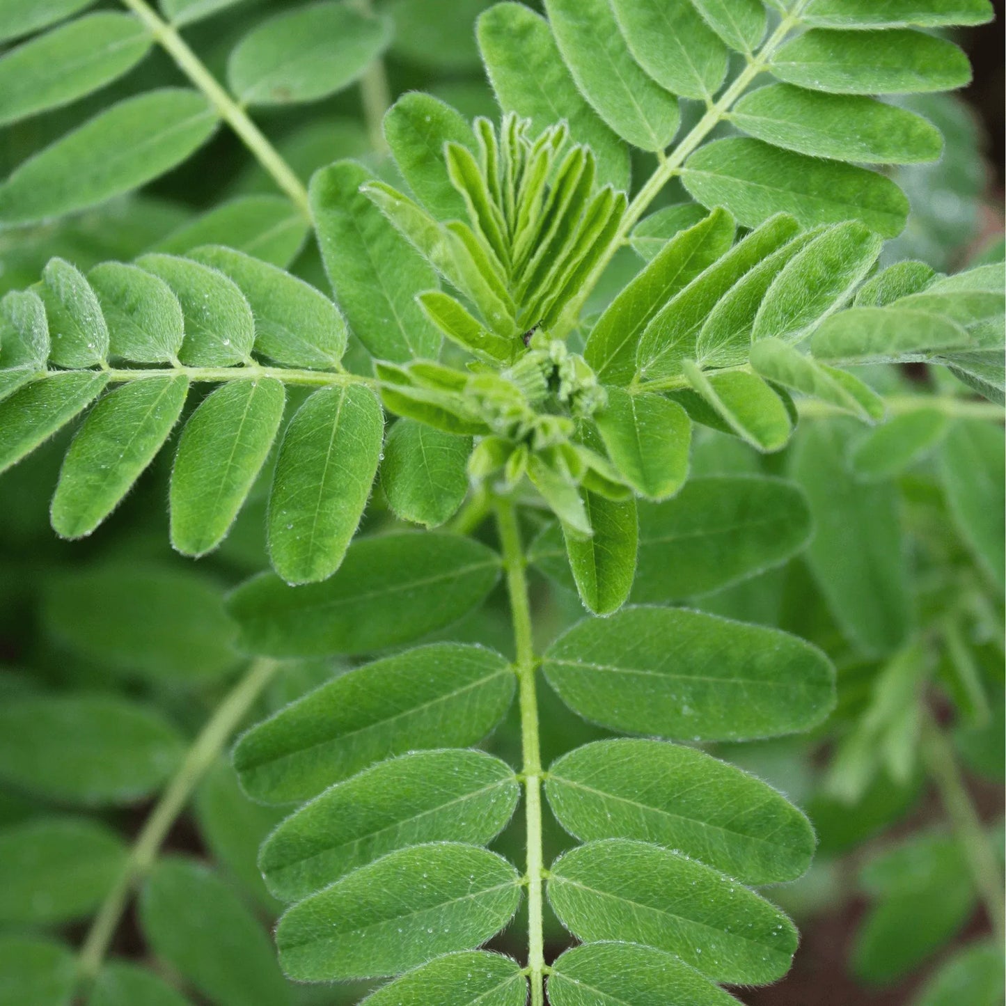 Astragalus (Huang Qi) – 25 Seeds