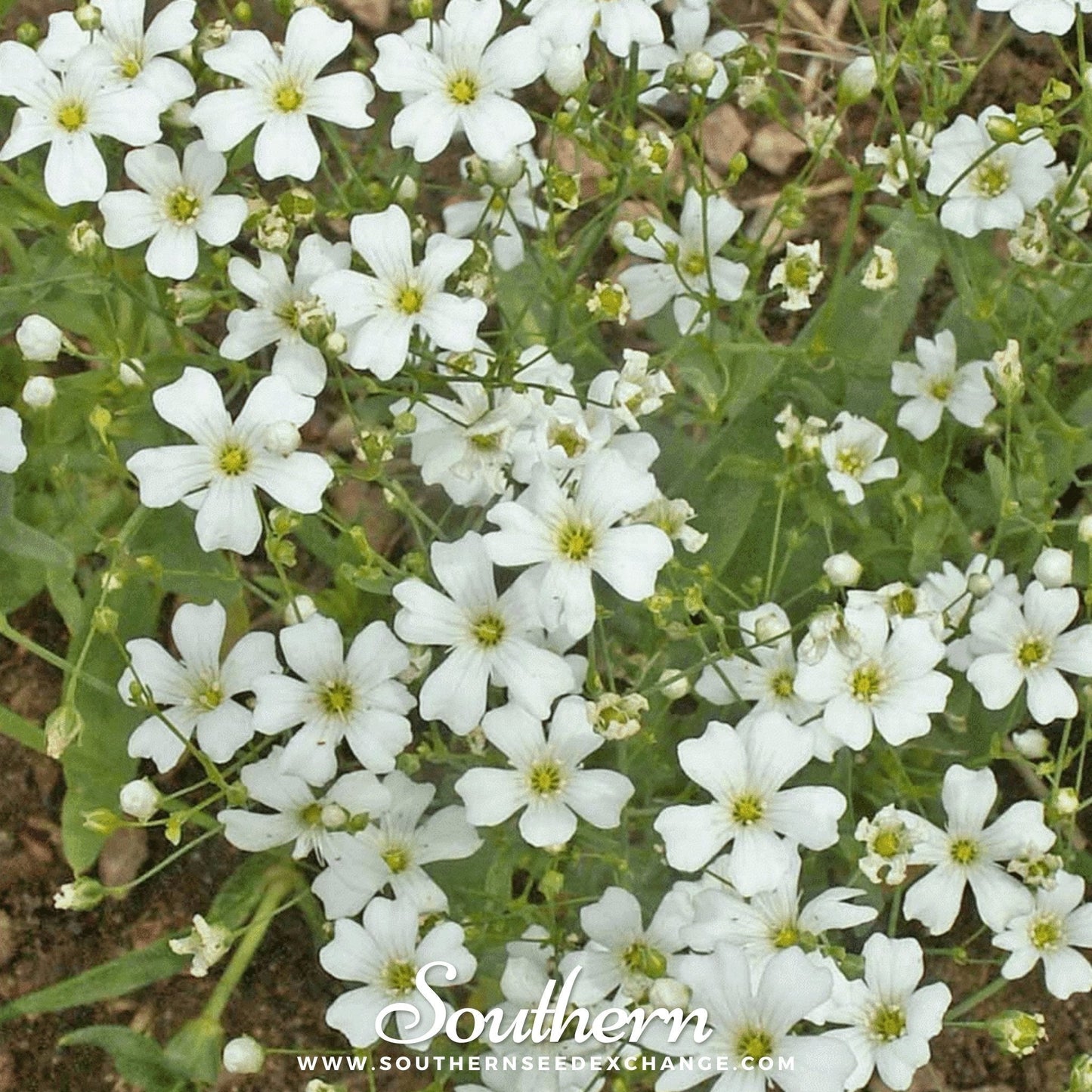 Annual Baby’s Breath (Covenant Garden) – 500 Seeds