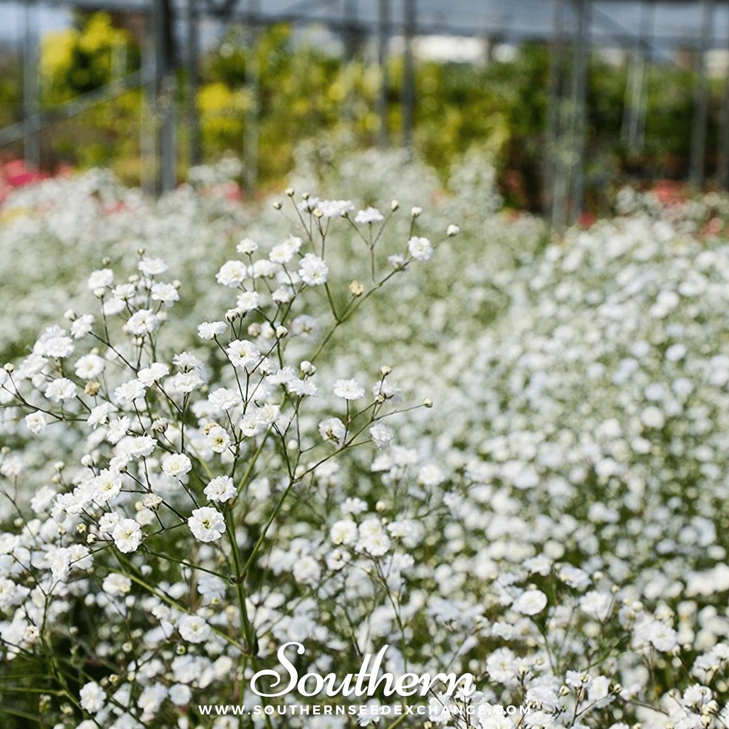 Annual Baby’s Breath (Covenant Garden) – 500 Seeds