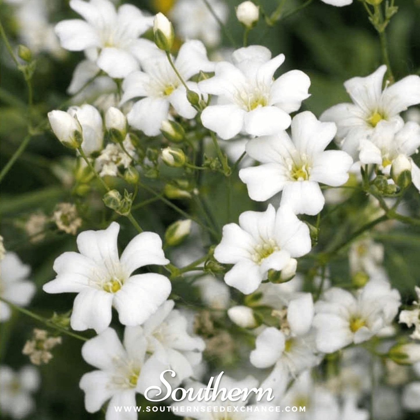 Annual Baby’s Breath (Covenant Garden) – 500 Seeds