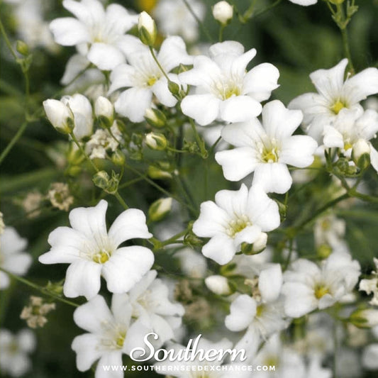 Annual Baby’s Breath (Covenant Garden) – 500 Seeds