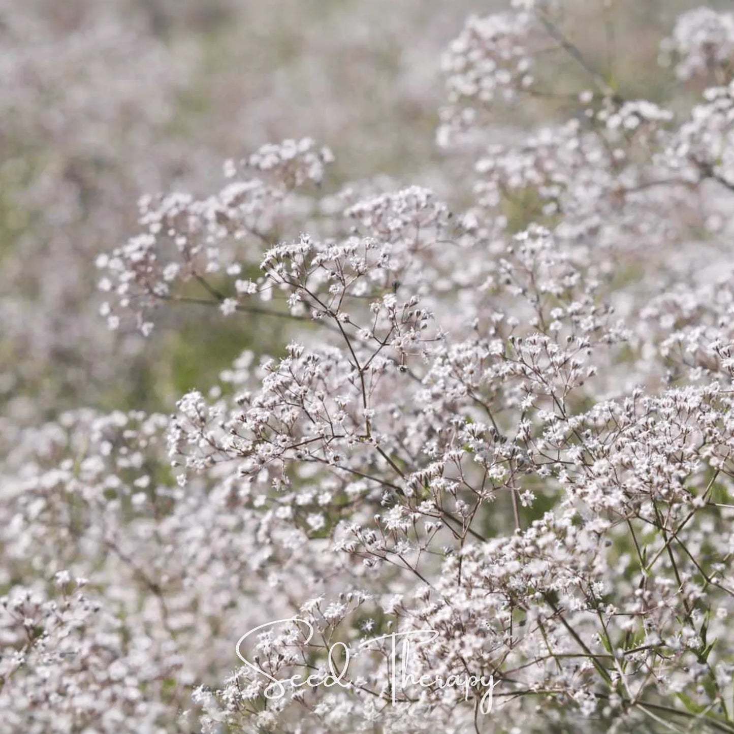 Perennial Baby’s Breath – 100 Seeds