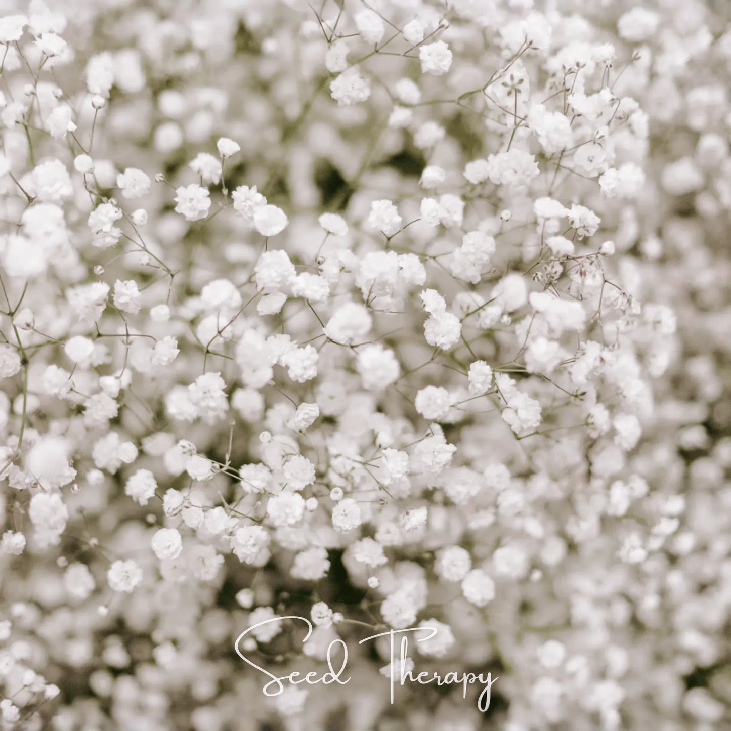 Perennial Baby’s Breath – 100 Seeds