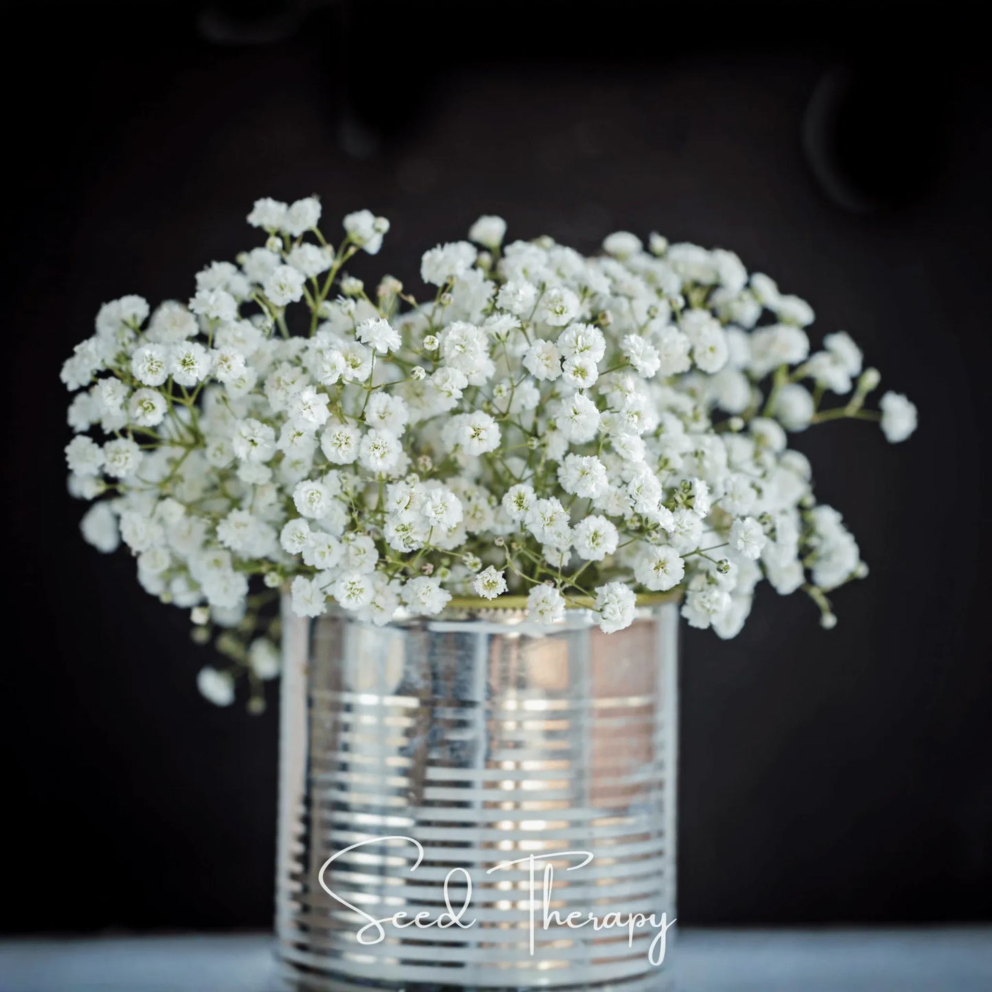 Perennial Baby’s Breath – 100 Seeds