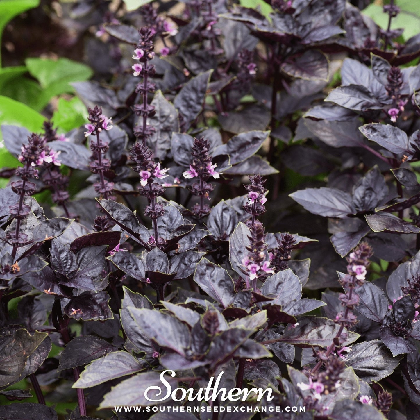 Dark Opal Basil – 250 Seeds