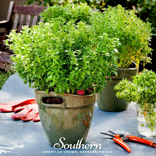 Dwarf Greek Basil – 250 Seeds