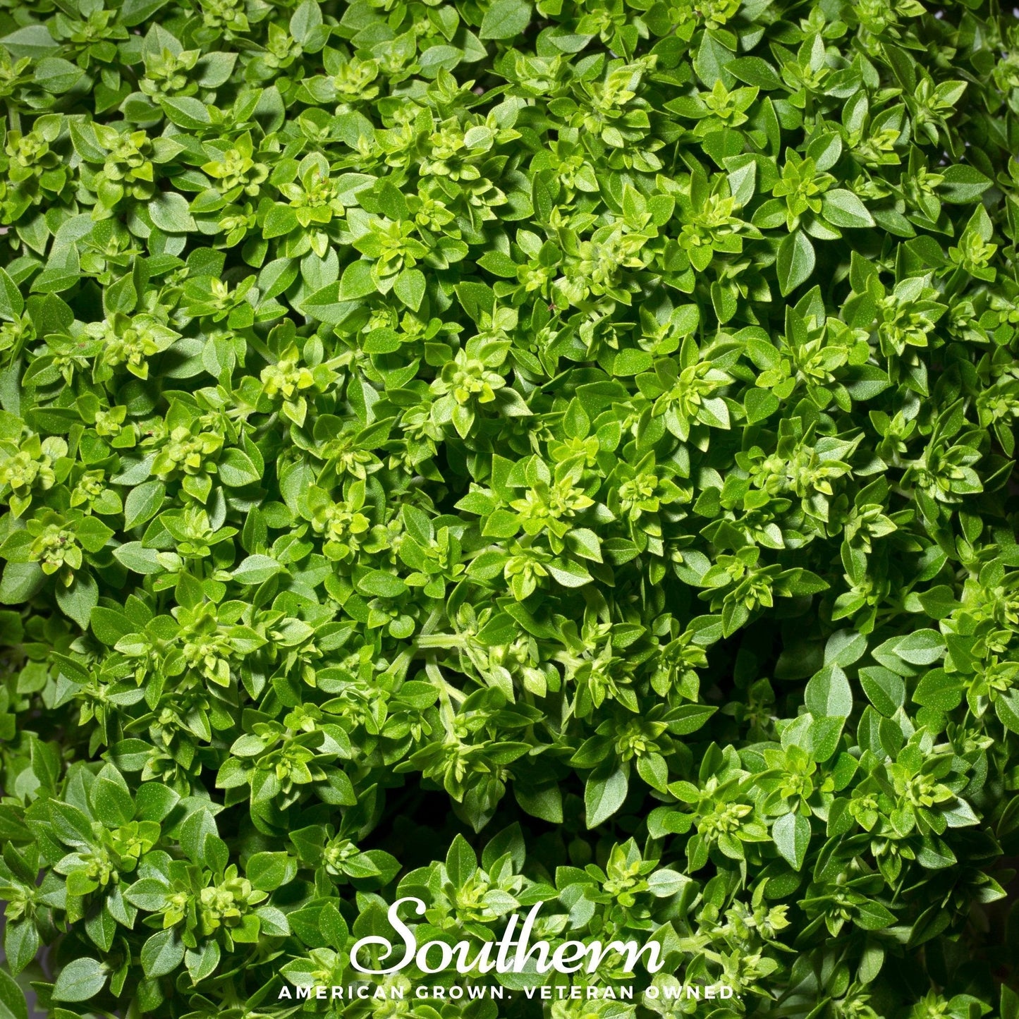 Dwarf Greek Basil – 250 Seeds