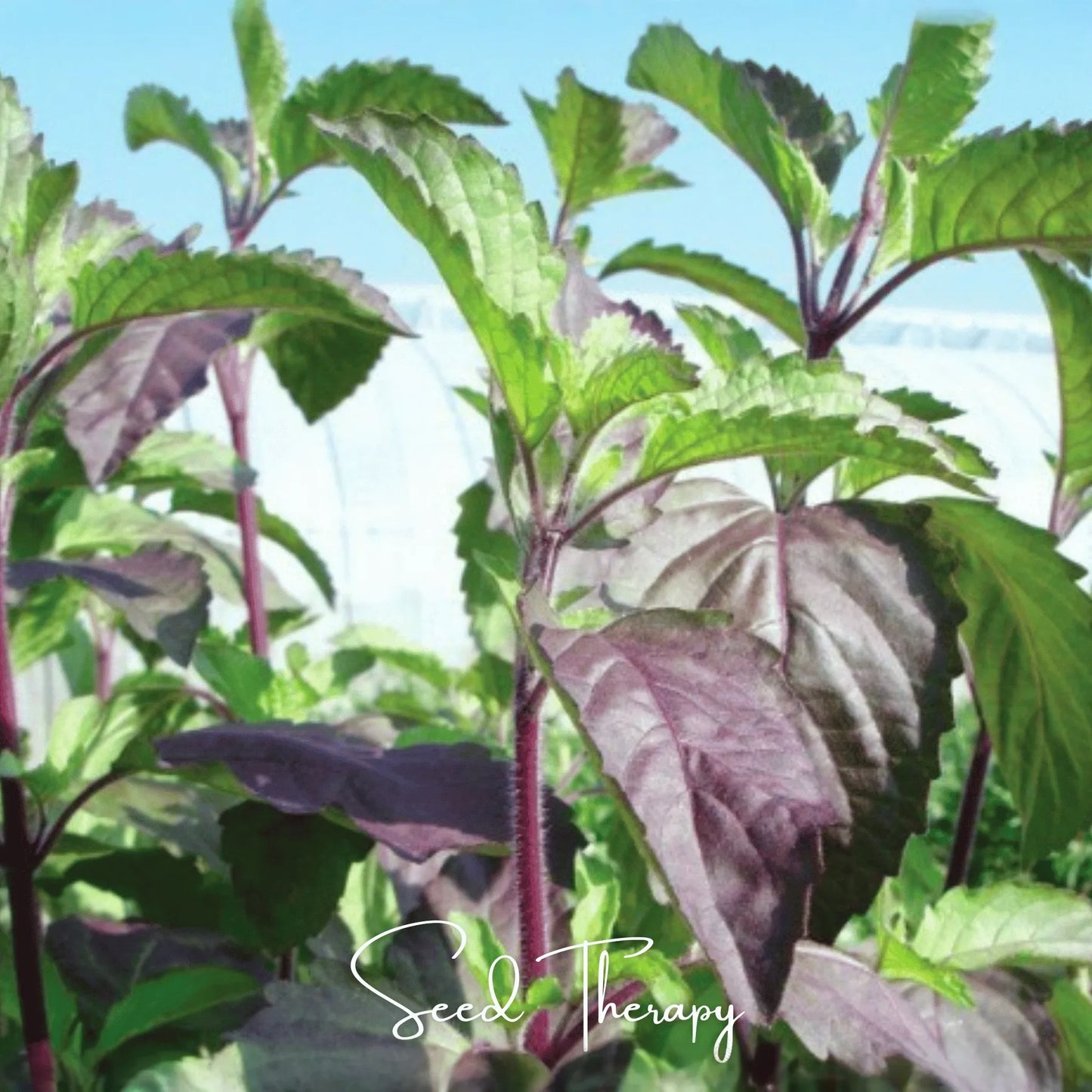 Red Holy Basil – 250 Seeds