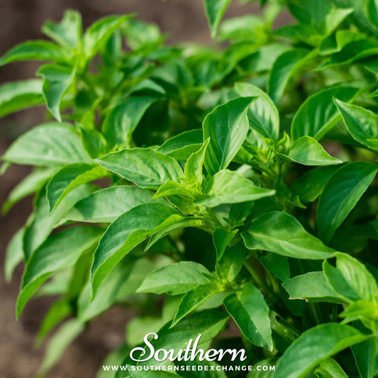 Lemon Basil – 250 Seeds