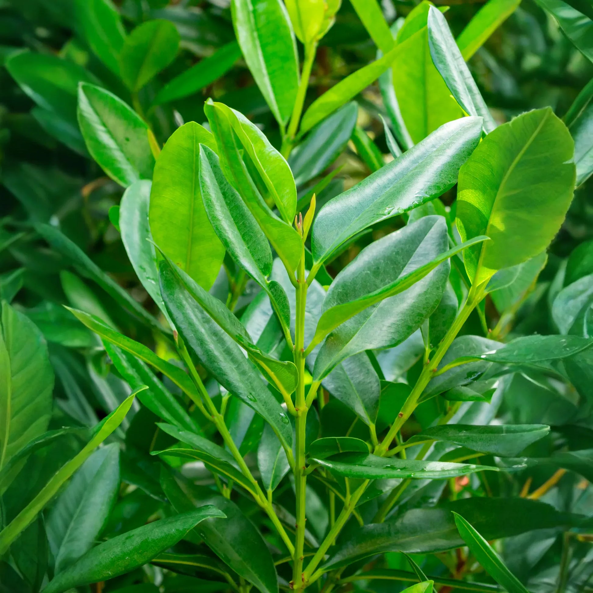 Bay Rum (Pimenta racemosa)