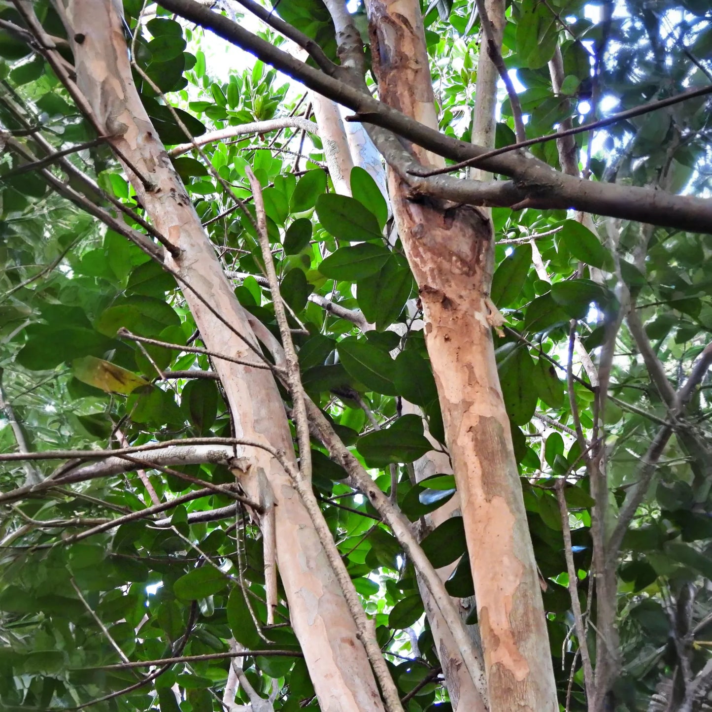Bay Rum (Pimenta racemosa)