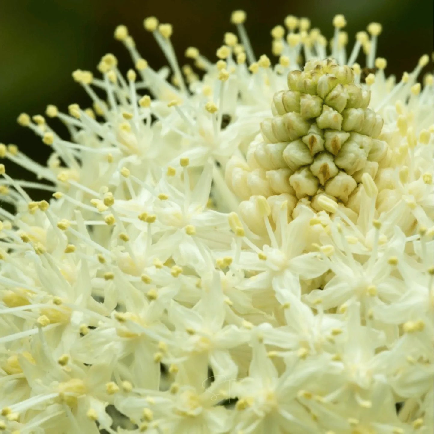 Bear Grass – 50 Seeds